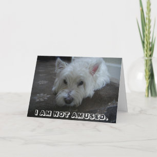 Westie Not Amused Photo Greeting Card
