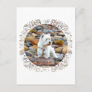 Westie on the Rocks Postcard