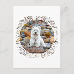 Westie on the Rocks Postcard