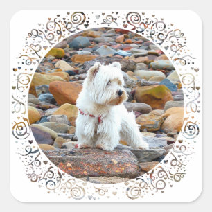 Westie on the Rocks Square Sticker