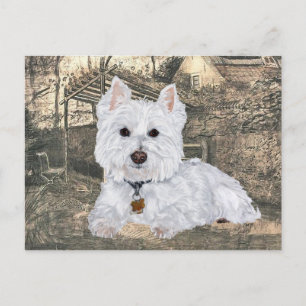 Westie Postcard
