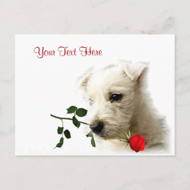 Westie Red Rose Valentine Design Holiday Postcard (Front)