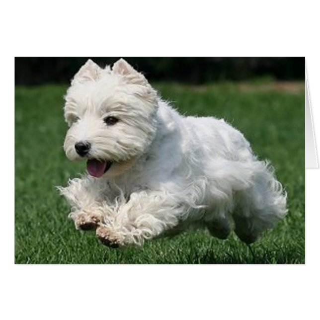 Westie Running (Front Horizontal)