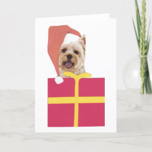 Westie Santa Hat Gift Box Holiday Card