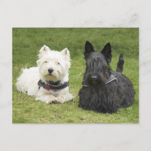Westie & Scottie Green Grass Postcard