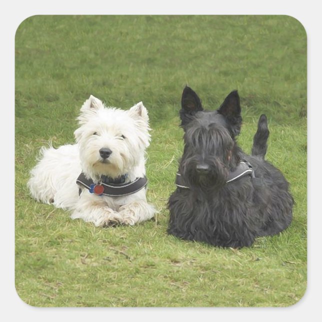 Westie & Scottie Green Grass Square Sticker (Front)