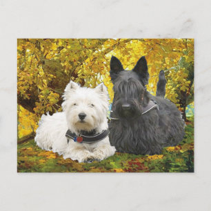 Westie & Scottie in Autumn Postcard