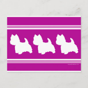 Westie Silhouette on Magenta Postcard