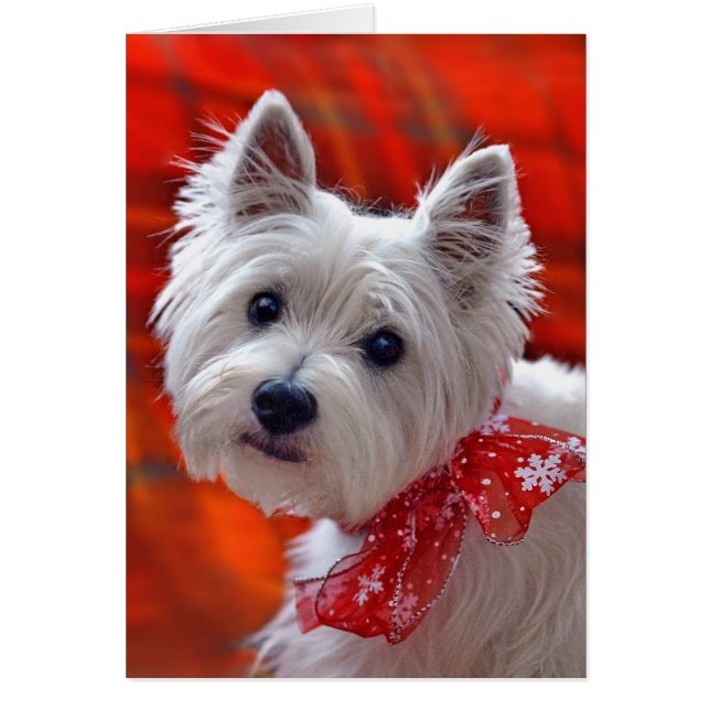Westie "Take a Bow" holiday card (Front)