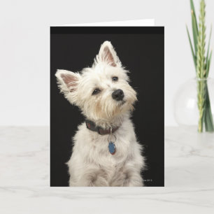 Westie (West Highland terrier) with collar Card