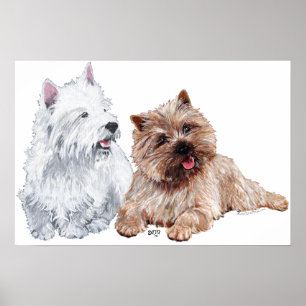 Westie with a Brown Cairn Terrier Poster