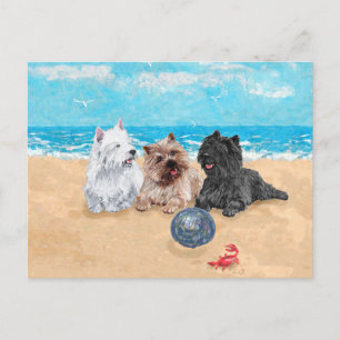 Westie with Cairn Terriers at the Beach Postcard
