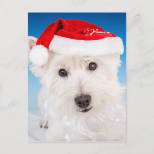 Westie with Santa Hat and Beard Holiday Postcard