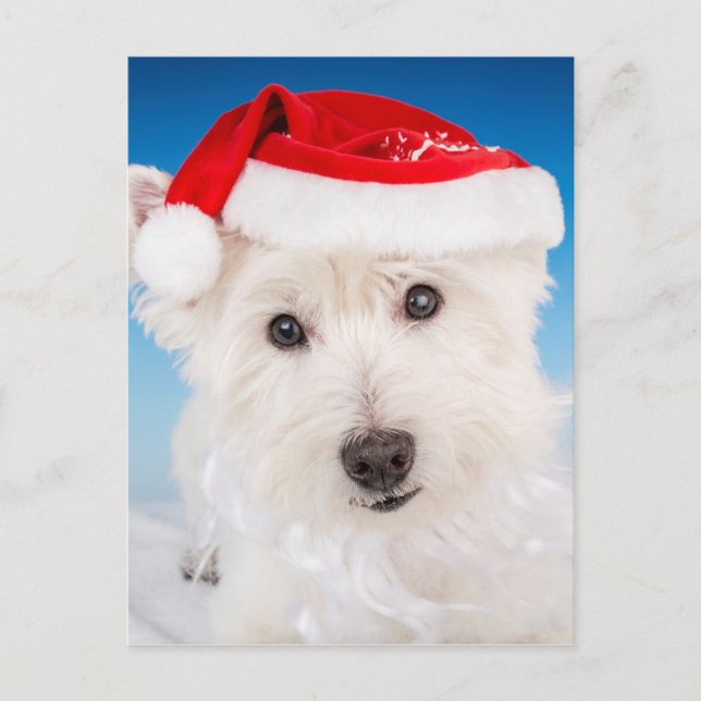 Westie with Santa Hat and Beard Holiday Postcard (Front)