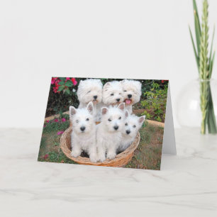 Westies in a Basket Card