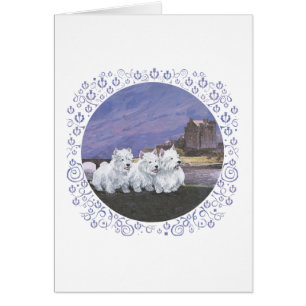 Westies in Scotland