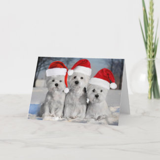 Westies In the Snow Holiday Card