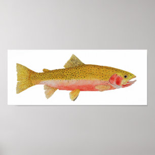 Westslope Cutthroat Trout Watercolor Poster