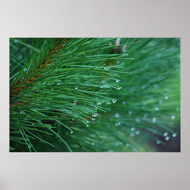 Wet and green pine needles poster (Front)