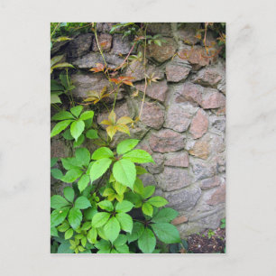 Wet and green shoots of wild grapes postcard