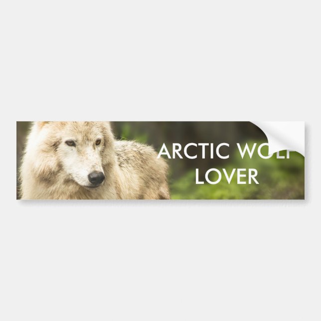 Wet Arctic Wolf in Spring Photo Bumper Sticker (Front)