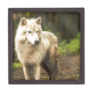 Wet Arctic Wolf in Spring Photo Gift Box
