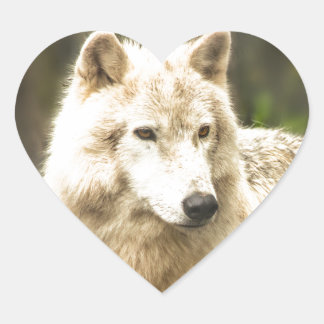 Wet Arctic Wolf in Spring Photo Heart Sticker