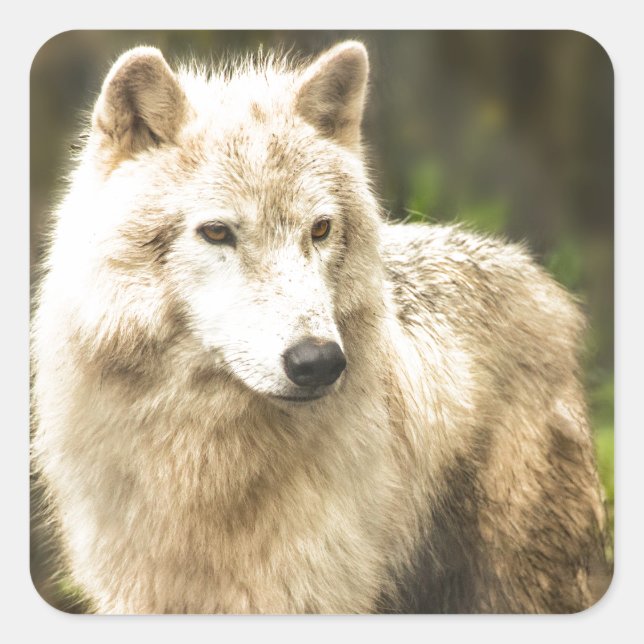 Wet Arctic Wolf in Spring Photo Square Sticker (Front)