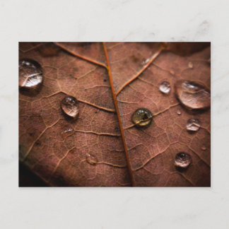 wet autumn leaf 2 postcard