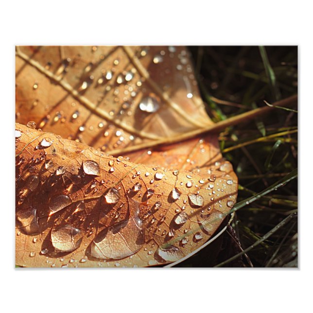 Wet Autumn Leaf - Photo (Front)