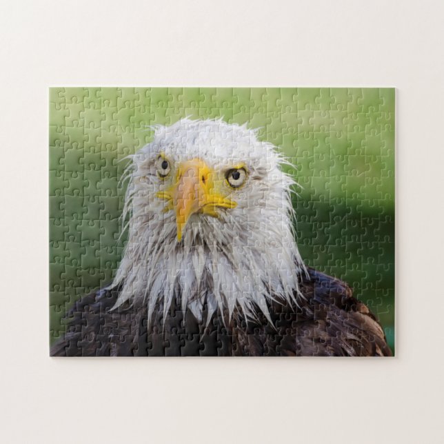 Wet Bald Eagle Jigsaw Puzzle (Horizontal)