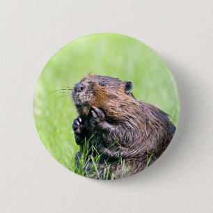 Wet Beaver 6 Cm Round Badge