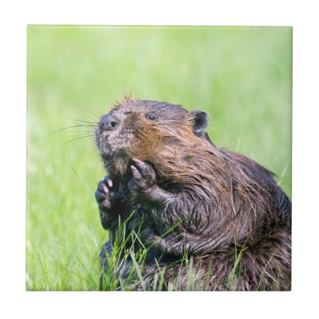 Wet Beaver Ceramic Tile (Front)