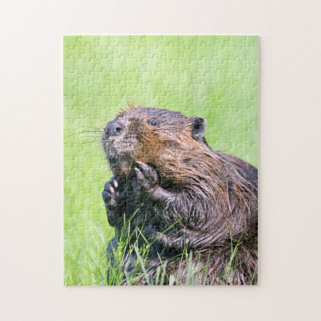 Wet Beaver Jigsaw Puzzle (Vertical)