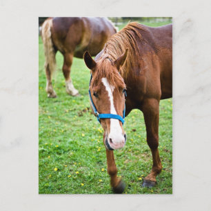 Wet Chestnut Postcard