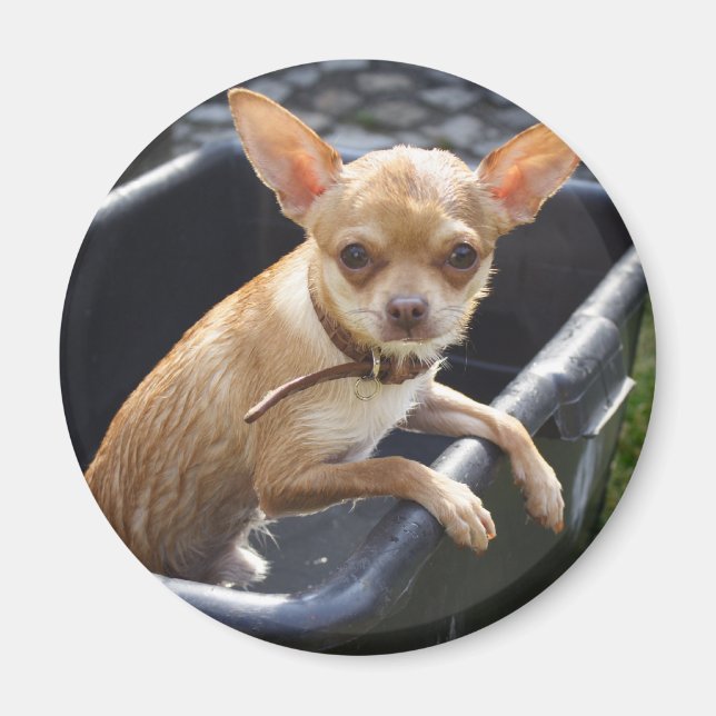 Wet Chihuahua Magnet (Front)