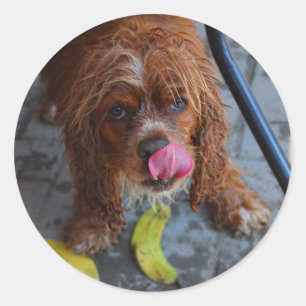 Wet Dog with a Banana Classic Round Sticker