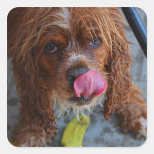 Wet Dog with a Banana Square Sticker