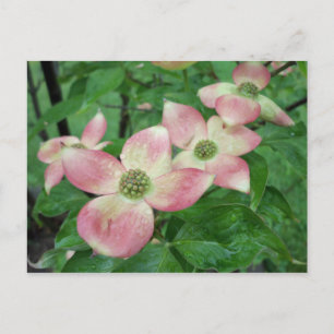 Wet Dogwood Blossoms Postcard