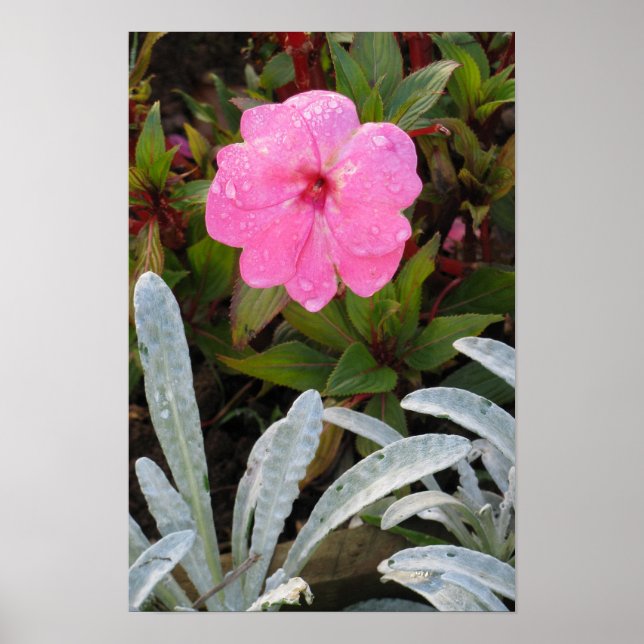 Wet Flower poster (Front)