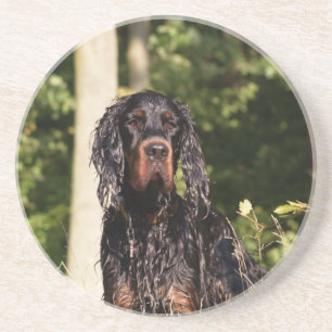 Wet Gordon Setter Sandstone Coaster