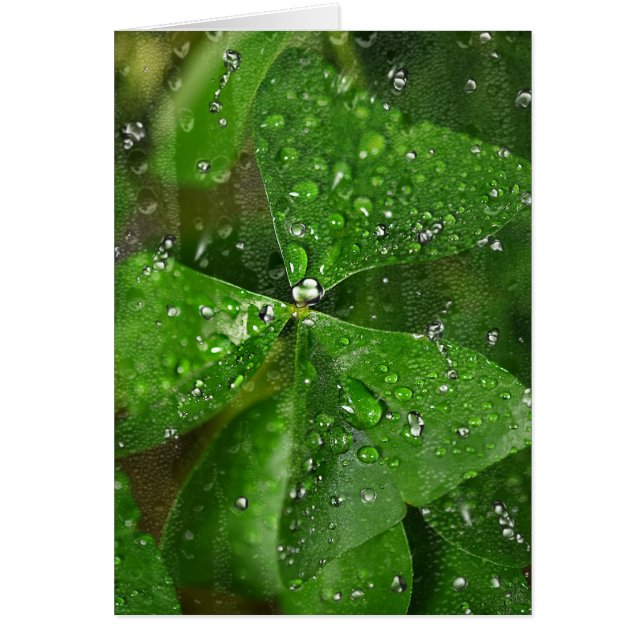 Wet Irish Shamrock (Front)
