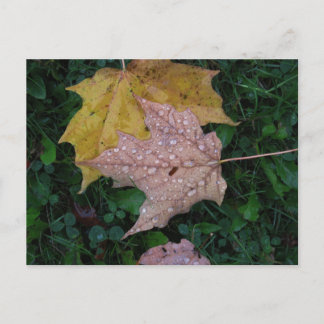 Wet Leaf Postcard