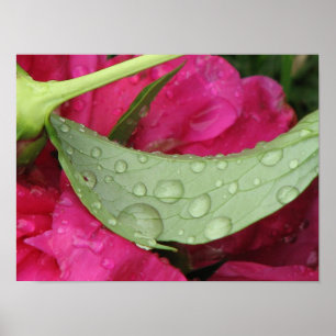 Wet Leaf Poster