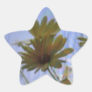 Wet marguerites. star sticker