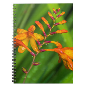 Wet orange flower notebook