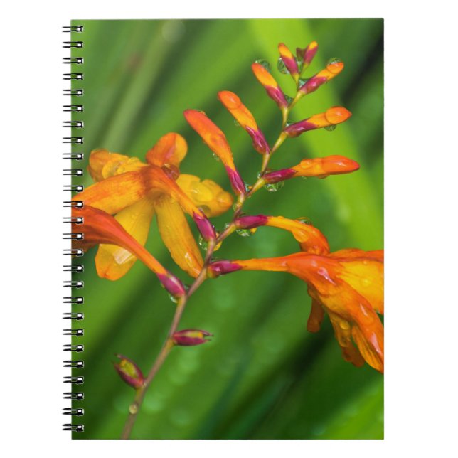 Wet orange flower notebook (Front)