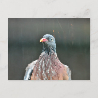 Wet pigeon postcard