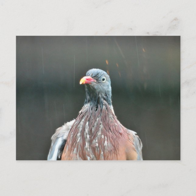 Wet pigeon postcard (Front)