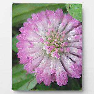 wet pink clover plaque